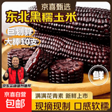 东北头茬新黑糯玉米真空包装即食健康早餐低脂减脂代餐新鲜现摘 黑玉米10支 200克起
