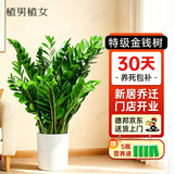 植男植女金钱树大型盆栽植物室内客厅落地办公室轻奢招财好养绿植源头直发