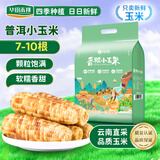 华田禾邦【新玉米】云南普洱香糯小玉米3斤 甜糯玉米粒棒 早餐代餐