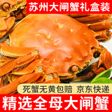 【活蟹】龙行大闸蟹 鲜活六月黄现货螃蟹足重特大公母海鲜礼盒装 全母蟹2.5-2.8两  8只