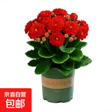 【带花苞发】稀有金狐狸长寿花盆栽重瓣四季开花室内客厅阳台花卉 带花苞【红色】配绿色加仑盆