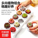 多肉植物组合套餐新手好养懒人绿植居家超萌办公室窗台氛围感盆栽 多肉植物 随机一颗带盆带土