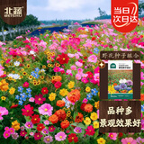 北蔬花种子四季耐寒室外庭院野花海花籽 野花种子组合10g(大于1000粒)