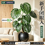 临雅特级龟背竹客厅大盆栽老桩大叶室内大型落地绿植物高级感盆景好养 【旗舰款】提根龟背竹1-1.3m+黑色圆球盆