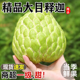 闽农语果新鲜广东大目释迦果【顺丰速发】冰淇淋佛头果林檎番荔枝新鲜包邮 2.5斤 量少尝鲜装 单果150-250g丨果农优选果