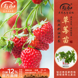 寿禾草莓苗带土发货大苗寿光大型苗场四季带盆栽好蔬菜苗批发种子秧苗 【带土带盆】奶油草莓苗3盆+肥