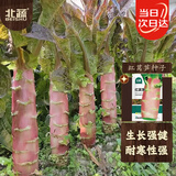 北蔬 红叶莴苣种子苗红皮大棒脆香耐寒秋冬蔬菜种籽 红莴笋种子20g