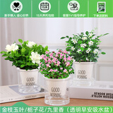 绿有意绿植盆栽多肉花卉盆栽植物室内桌面水培绿植办公室客厅植物懒人 清新3盆】栀子花+九里香+金枝玉叶