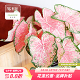 虹越（HONGYUE）高端绿植彩叶芋盆栽 多品可选室内阳台客厅装饰观叶植物 【DH彩叶芋】“粉色飞溅” 110#盆栽