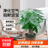 发财树盆栽大植物室内办公室桌面客厅小盆景招财树苗绿植花卉盆栽 中单杆发财树 8-10cm【加仑盆】 【送肥料】