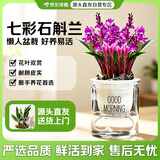 京东绿植七彩香水石斛兰盆栽四季好养花卉绿植 8-11苗配水培盆源头直发
