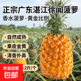 广东湛江徐闻菠萝 香水菠萝 热带水果 【活动期间合并发货】1个 净重1.3-2斤