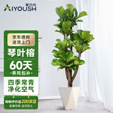爱优尚琴叶榕老桩客厅大型造型绿植大叶落地盆栽吸甲醛四季常青源头直发