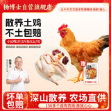 杨博士皖南散养仔公鸡1只 净重1斤及以上 未打鸣童子鸡源头直发