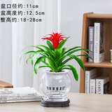 叹为观止室内水培土培懒人盆景植物清新空气办公室盆栽桌面 红运当头 玻璃吸水盆 带盆栽好