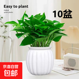 【绿萝盆栽】吸甲醛净化空气水培绿植物懒人花卉好养搬家礼物全 【特惠10盆】绿萝+白色南瓜盆自吸水 整体含盆高度20-25cm