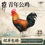 三德子好甄选散养青年大公鸡 净重4-5斤 200天左右土鸡肉整鸡生鲜