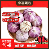 山东正宗紫皮大蒜现挖新鲜多瓣干蒜糖蒜专用大蒜头 商超款干蒜5斤大果净重4.7斤