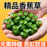 云峰海瑞水草活体懒人草鱼缸造景活体水草套餐鱼缸水草有茎类中后景真水草 【好养易活】香蕉草1颗