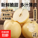 京喜加赵州皇冠梨河北皇冠梨产地直发 带箱2斤小花皮（单果200g+）