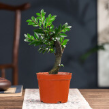 开时果 小叶紫檀盆栽桌面绿植黑骨茶 好养活办公室植物盆景源头直发包邮 独杆款：小叶紫檀+原生土盆