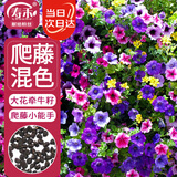 寿禾爬藤牵牛花种子苗混色喇叭大花花籽 潍丰爬藤牵牛种子混色800粒