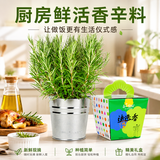 IAM City Farmer迷迭香DIY植物种植可食用趣味盆栽厨房香草开学季教师节礼物10087