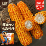 北蔬 玉米种子苗大棒抗旱抗倒大田饲料苞米种籽 郑单958玉米种子500g