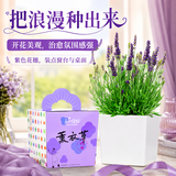 IAM City Farmer薰衣草DIY趣味种植盆栽多年生花卉种植植物开学季教师节礼物10089