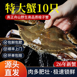 梭子蟹鲜活特大野生舟山大螃蟹海鲜新鲜冷冻海蟹水产飞蟹白蟹顺丰 3-5两/只 【净重3斤 舟山船供 肉质鲜肥】