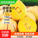 【东东农场专供】新鲜云南石林人叁果圆果人生果七彩黄肉水果 人参果带箱5斤果王（110g+）