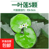 疯狂水草浮萍水草水上和鱼共养金鱼缸造景古法养鱼净化水质水芙蓉 一叶莲5颗（6-9cm）