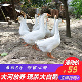 现杀大鹅新鲜土鹅嫩鹅农家散养鹅肉新鲜大鹅生鲜 白鹅冷冻大白鹅 大鹅4-5斤