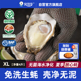 贝司令鲜活免洗生蚝乳山生态牡蛎XL 净重4斤 16-22只 生鲜 源头直发