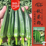 寿禾黄秋葵种子苗秋季家庭盆栽种植菜种籽 潍丰卡里巴2号秋葵种子12g