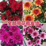 孙凯（SUNKAI）菊花盆栽荷兰菊花卉绿植小雏菊千头菊玛格丽特菊蓝目菊 3盆颜色备注 不含盆