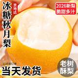 京地达秋月梨砀山蜜梨雪梨香梨子水果净重4.8斤单果300g+源头直发