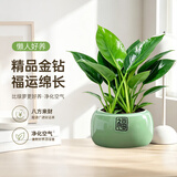 京云梦大金钻盆栽绿公主花卉吸甲醛易养活绿植办公室盆景绿福源头直发