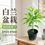 京云梦白兰花玉兰花树苗矮化老桩盆栽黄角兰四季开花卉绿植原土源头直发