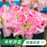 海蒂的花园朱顶红进口种球四季种植单重瓣大开花植物阿弗雷玫瑰花漾源头直发