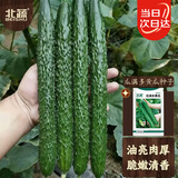 北蔬大黄瓜种子苗老品种绿心绿肉秋季菜籽 瓜满多大黄瓜种子100粒x2包