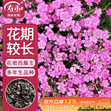 寿禾 石竹种子种苗多年生观赏花卉室外庭院 美少女石竹种子约5000粒