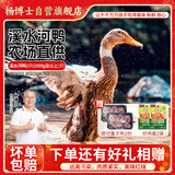 杨博士 皖南散养老鸭2只 净重4斤 鸭子鸭肉整只鸭源头直发