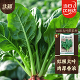 北蔬 菠菜种子苗大叶红根耐寒秋冬四季蔬菜种籽 红根大叶菠菜种子50g