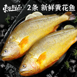 东上御品 山东冷冻深海整条大黄花鱼300-400g/条*2条-源头直发