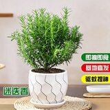 京云梦迷迭香盆栽香草室内阳台带盆栽驱蚊虫好观叶迷迭香水纹盆源头直发