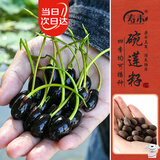 寿禾 开口碗莲种子水培已开口鱼缸植物荷花睡莲绿植 开口碗莲种子10粒