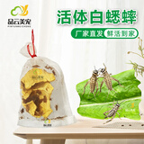 品云美宠白蟋蟀活体针头蛐蛐油葫芦蜥蜴守宫鬃狮角蛙蜘蛛蝎子爬宠活食饲料 白蟋蟀1-1.8cm 110只（买3送1）