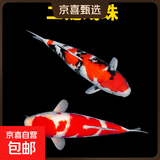 锦鲤活鱼观赏鱼活体淡水冷水鱼纯种黄金红白三色锦鲤鱼金鱼招财鱼 13-16cm 二龙戏珠(红白+三色）