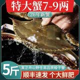 梭子蟹鲜活特大野生舟山大螃蟹海鲜新鲜冷冻海蟹水产飞蟹白蟹顺丰 7-9两/只【净重5斤舟山直发 顺丰到家】
